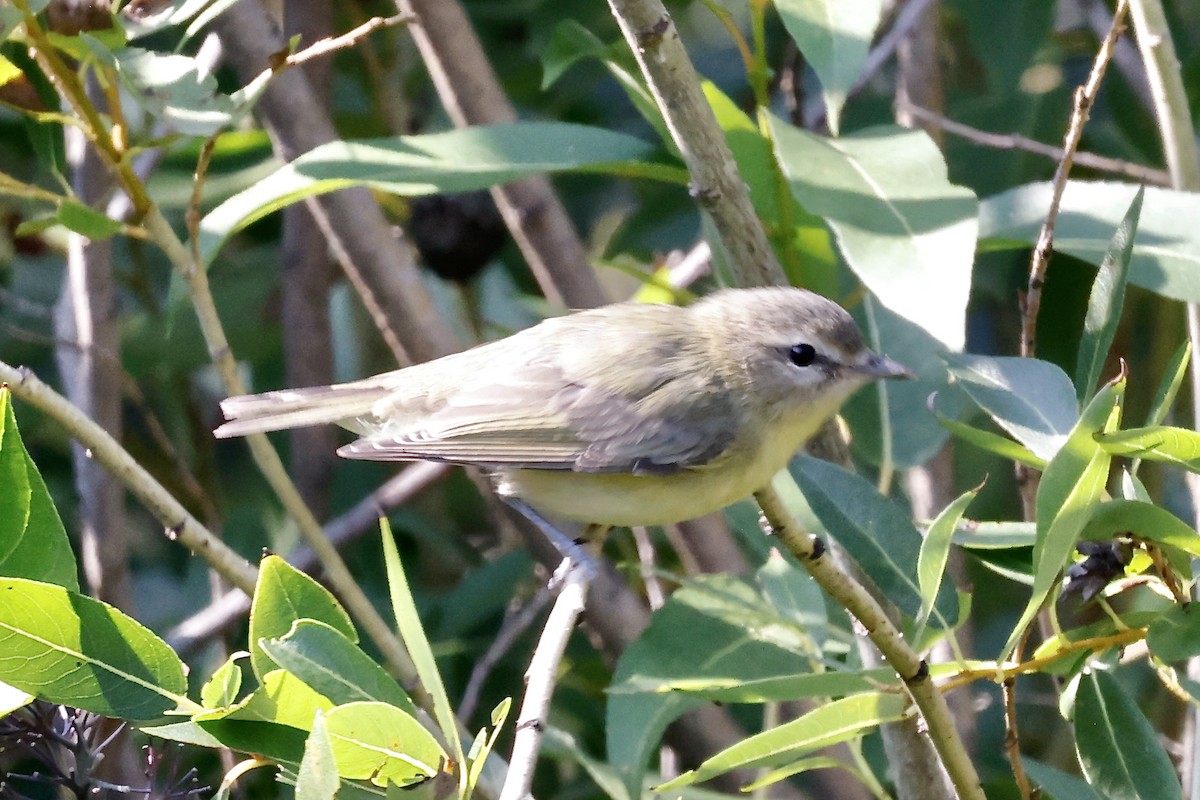 Philadelphia Vireo - ML608419729