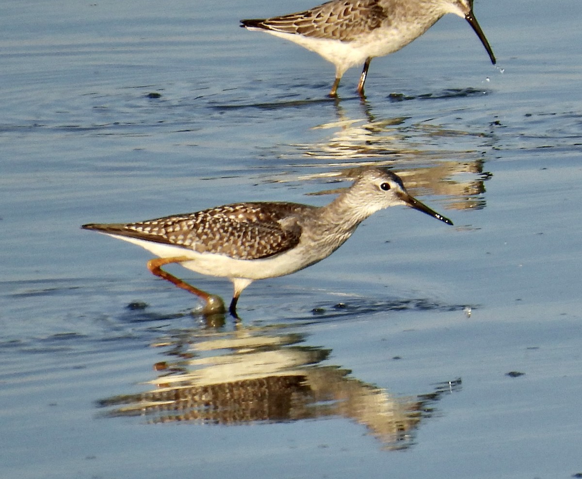 Lesser Yellowlegs - ML608419749