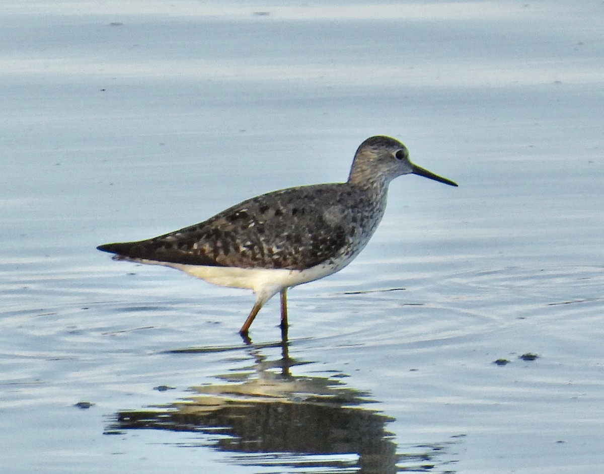 Lesser Yellowlegs - ML608419750