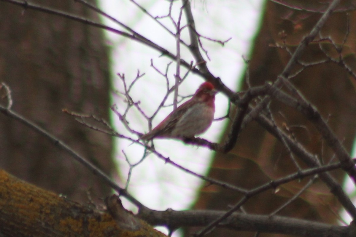 Cassin's Finch - ML608419826