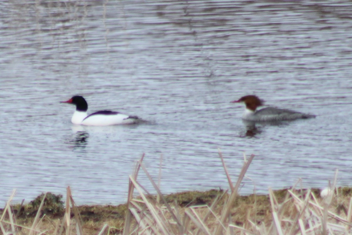 Common Merganser (North American) - ML608419875