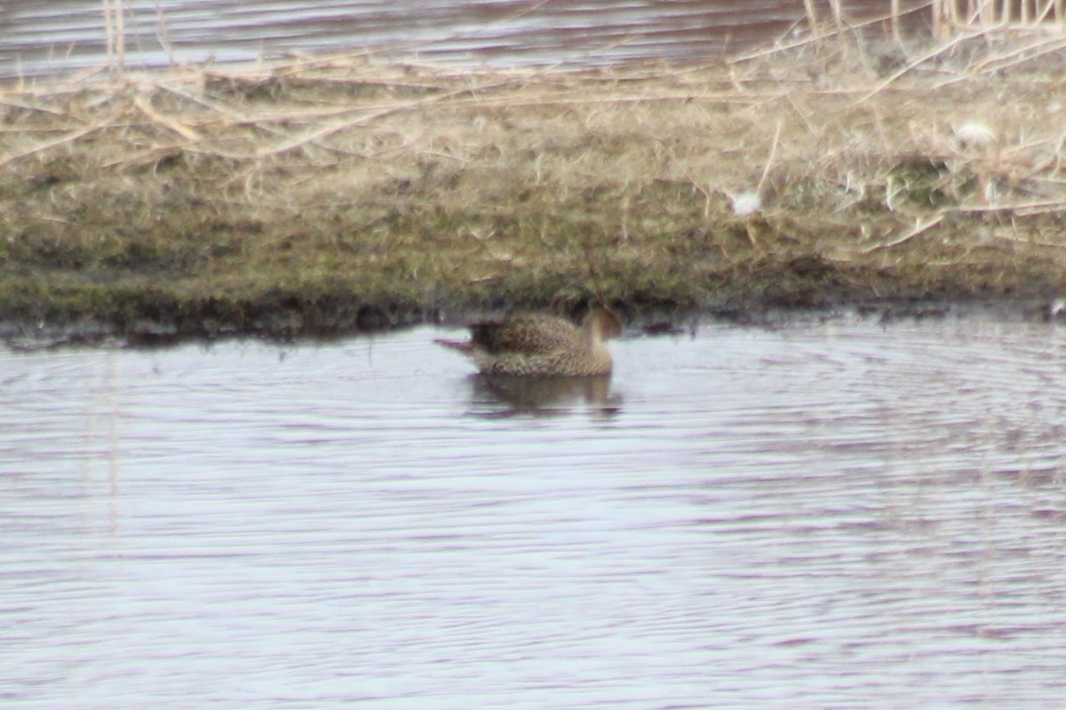 Northern Pintail - ML608419887