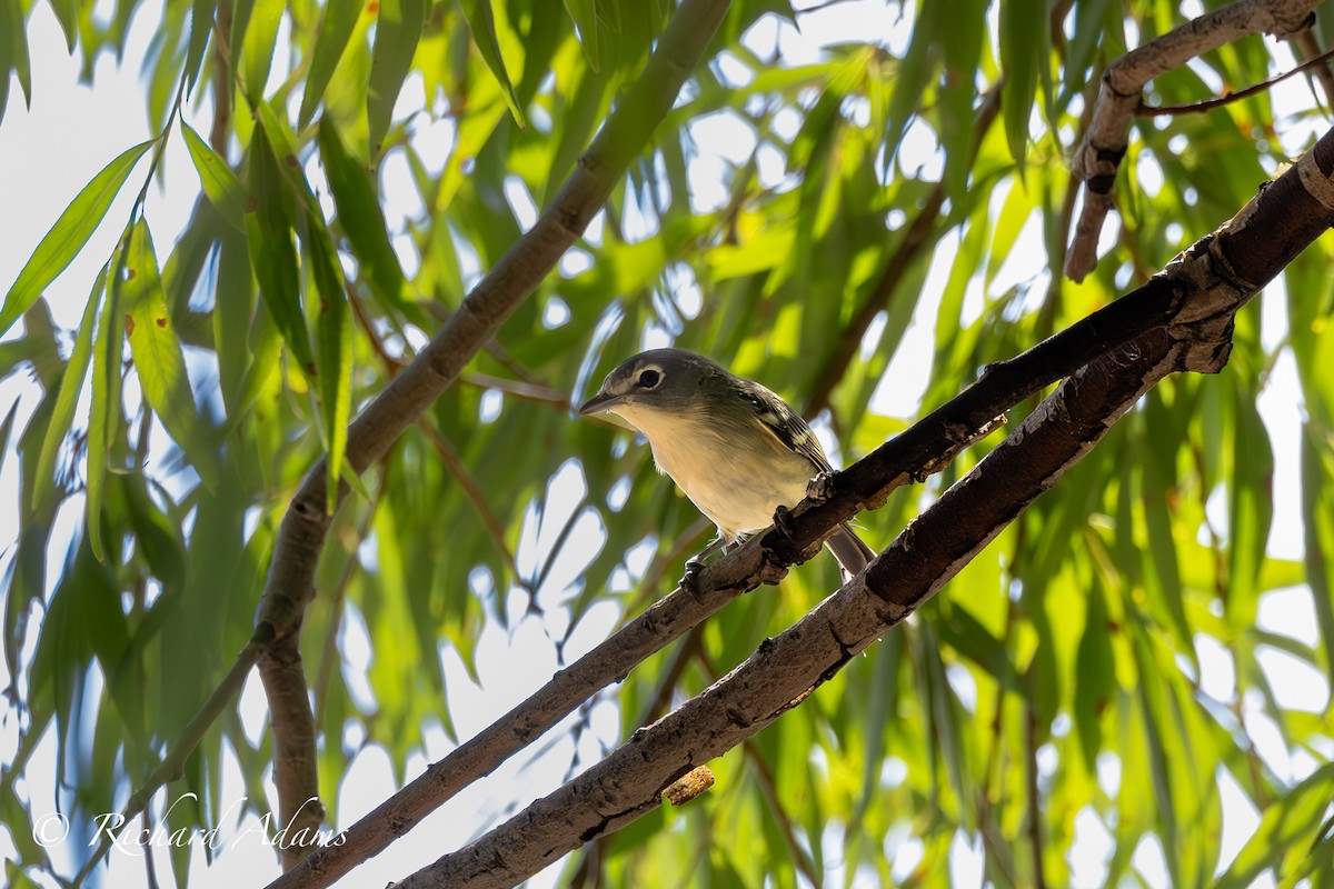 Cassin's Vireo - ML608419998