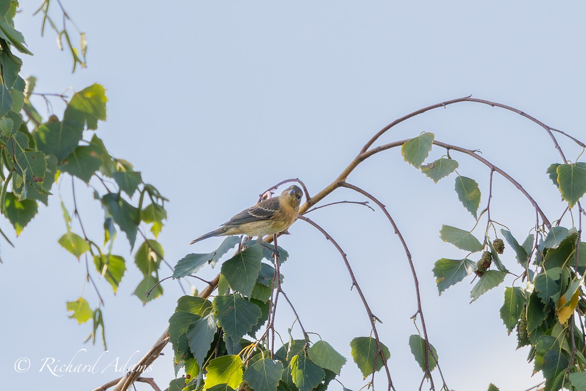 Lazuli Bunting - ML608420003