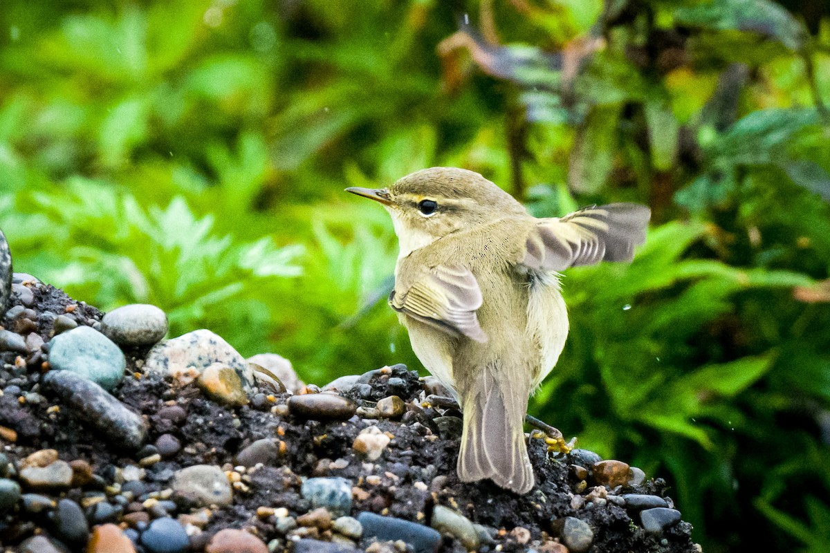 Willow Warbler - ML608420053