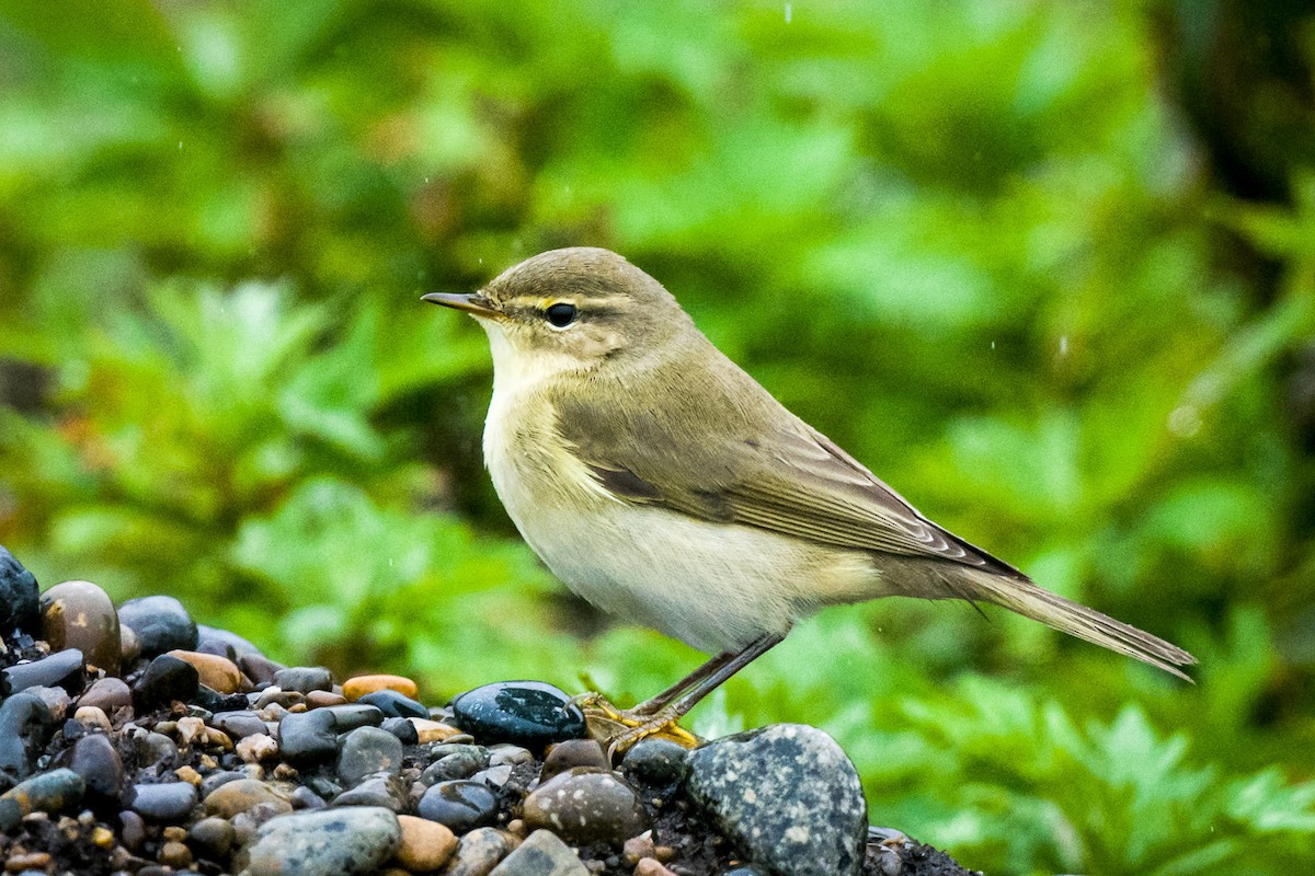 Willow Warbler - ML608420054