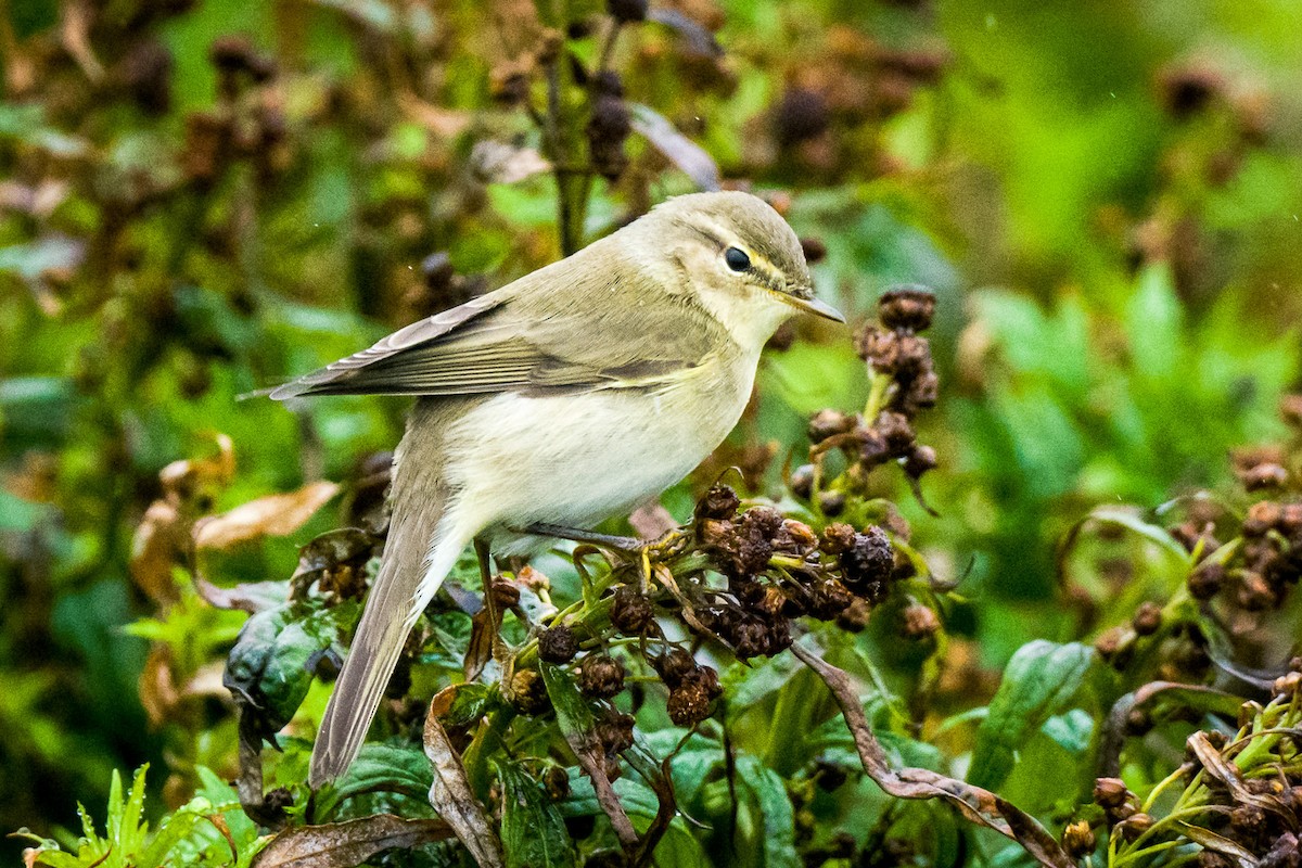 Willow Warbler - Rodney Ungwiluk Jr