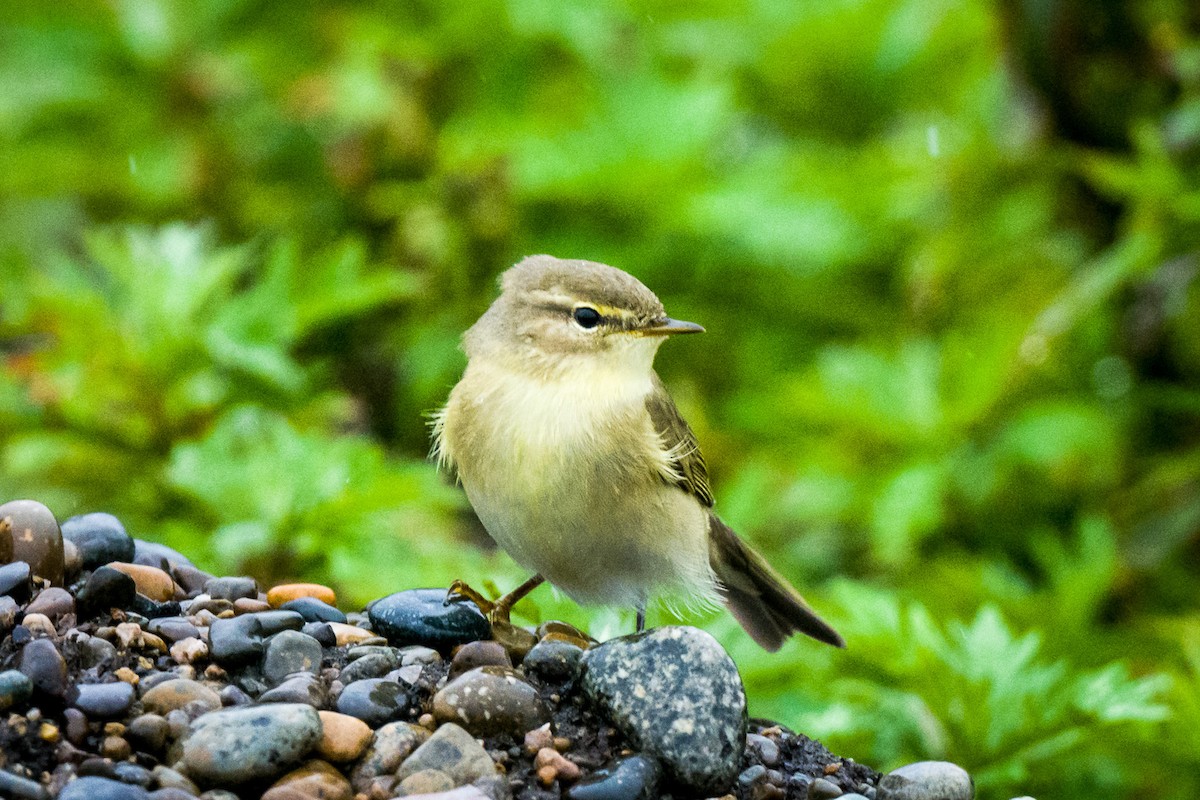 Willow Warbler - ML608420057