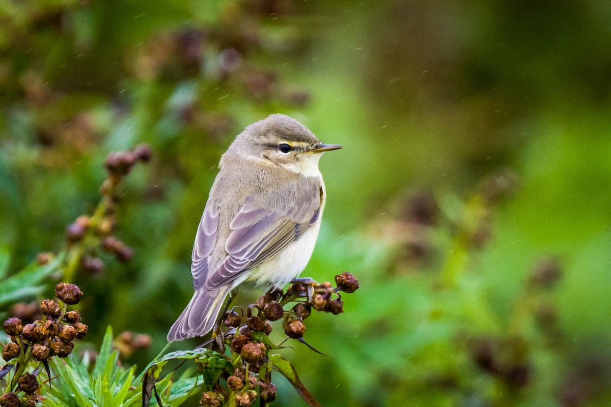 Willow Warbler - ML608420058