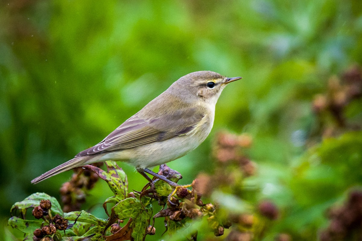 Willow Warbler - Rodney Ungwiluk Jr