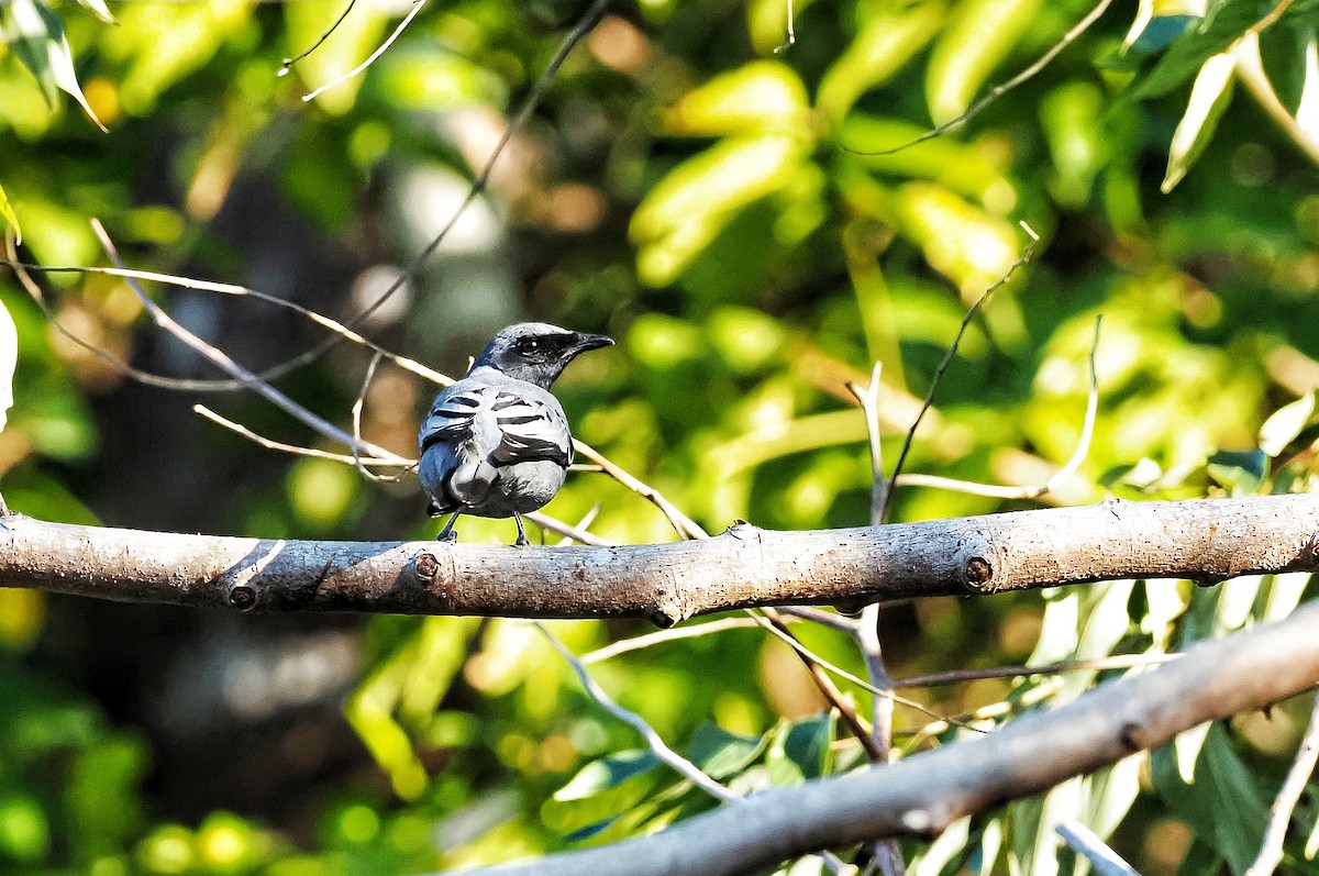 Pale-shouldered Cicadabird - Andy Marshall