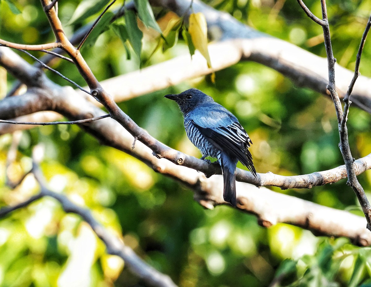 Pale-shouldered Cicadabird - ML608420118