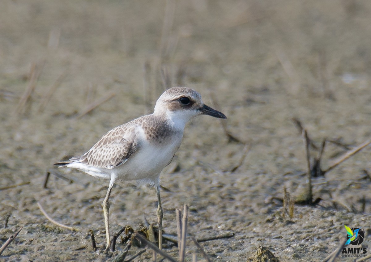 Greater Sand-Plover - Amit Sharma