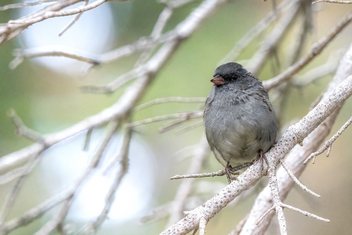 Dark-eyed Junco - ML608420211