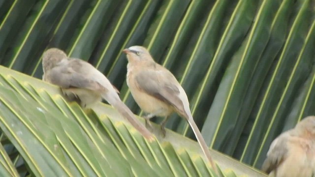 Large Gray Babbler - ML608420248