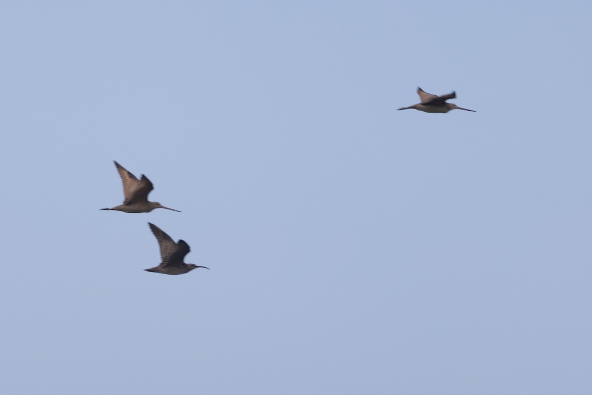 Marbled Godwit - ML608420309