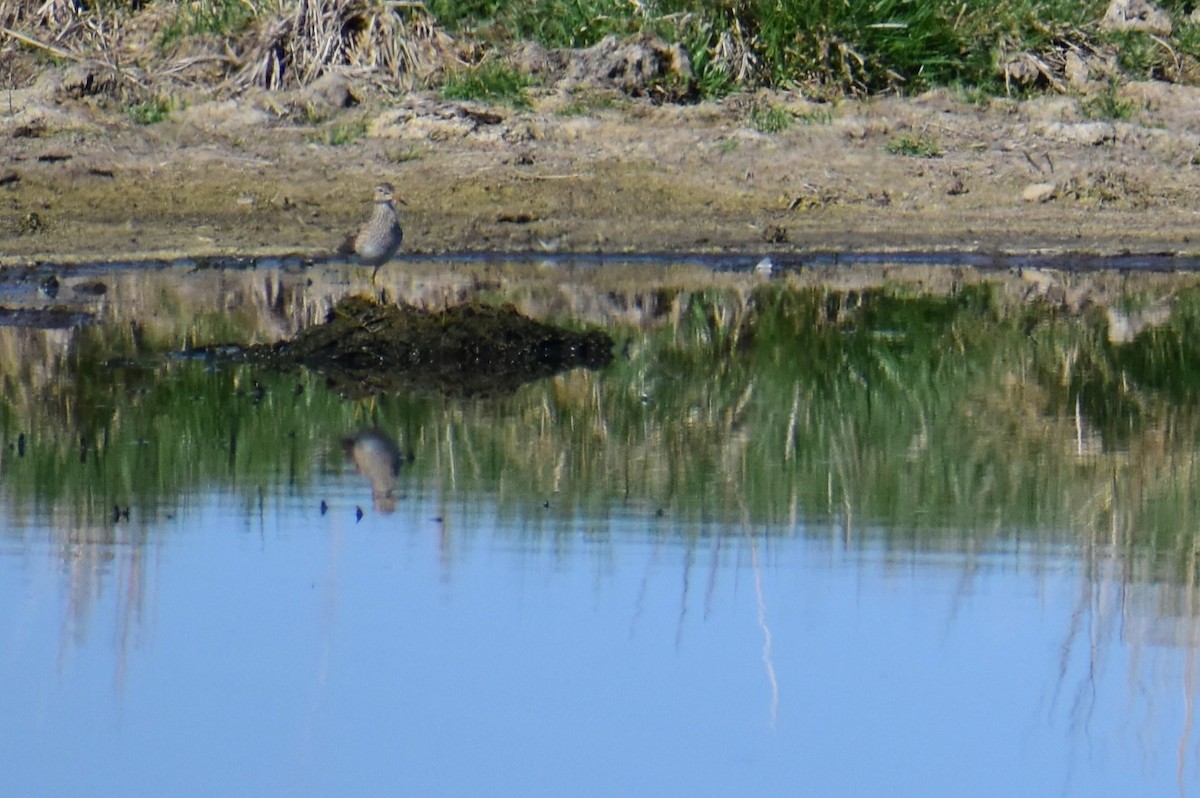 Bécasseau à poitrine cendrée - ML608420315