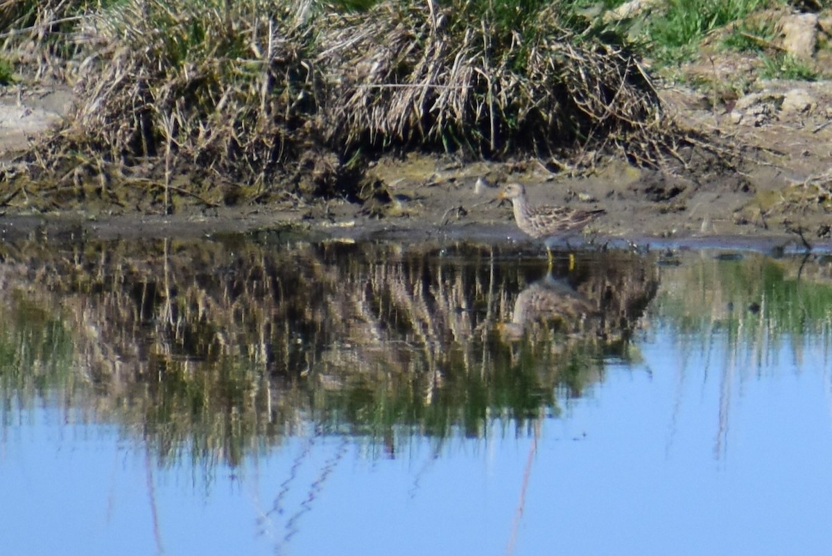 Bécasseau à poitrine cendrée - ML608420316