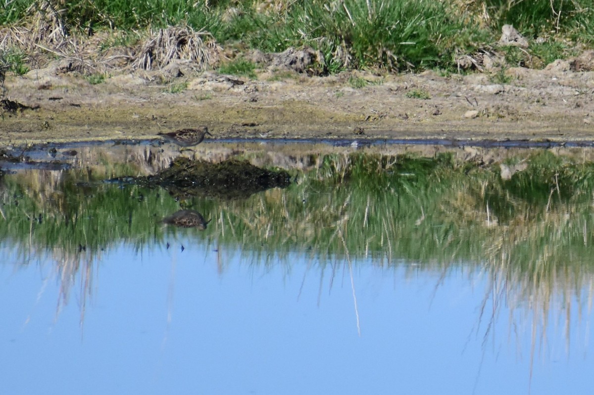 Bécasseau à poitrine cendrée - ML608420318