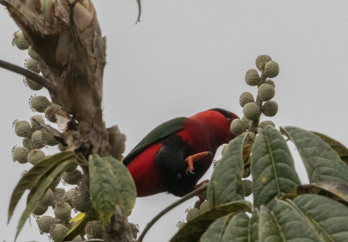 Stella's Lorikeet - ML608420360