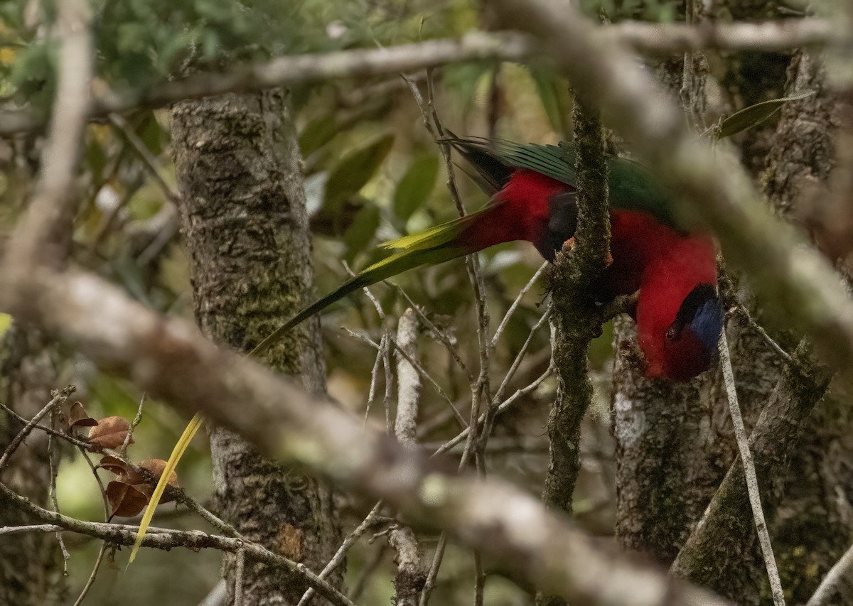 Stella's Lorikeet - ML608420362