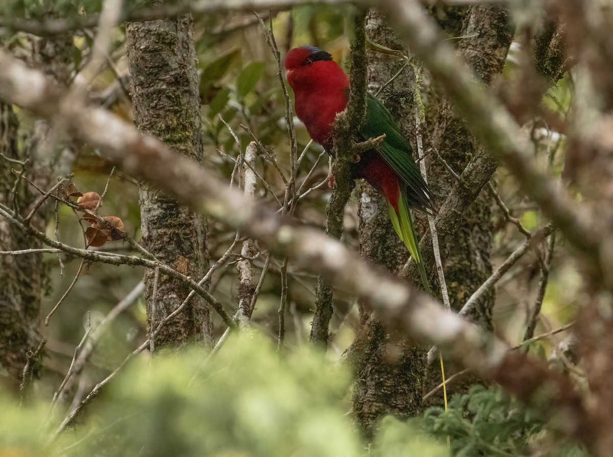 Stella's Lorikeet - ML608420364