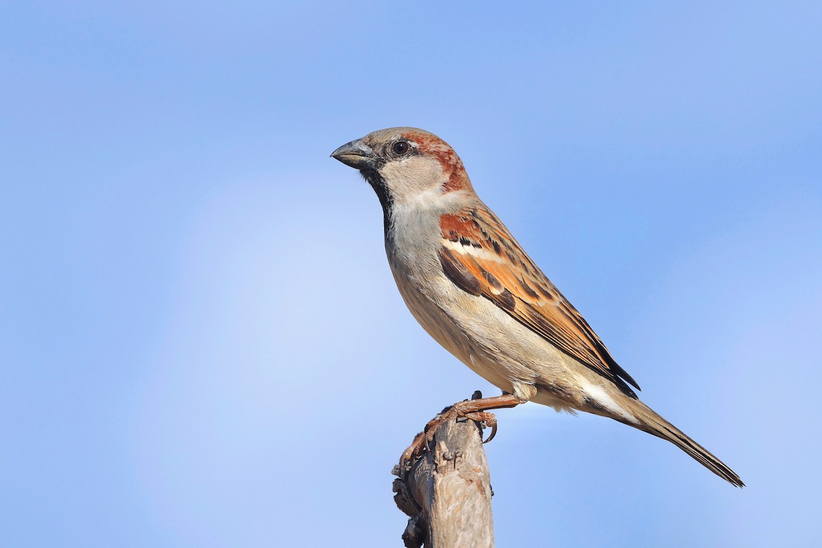 House Sparrow - ML608420381