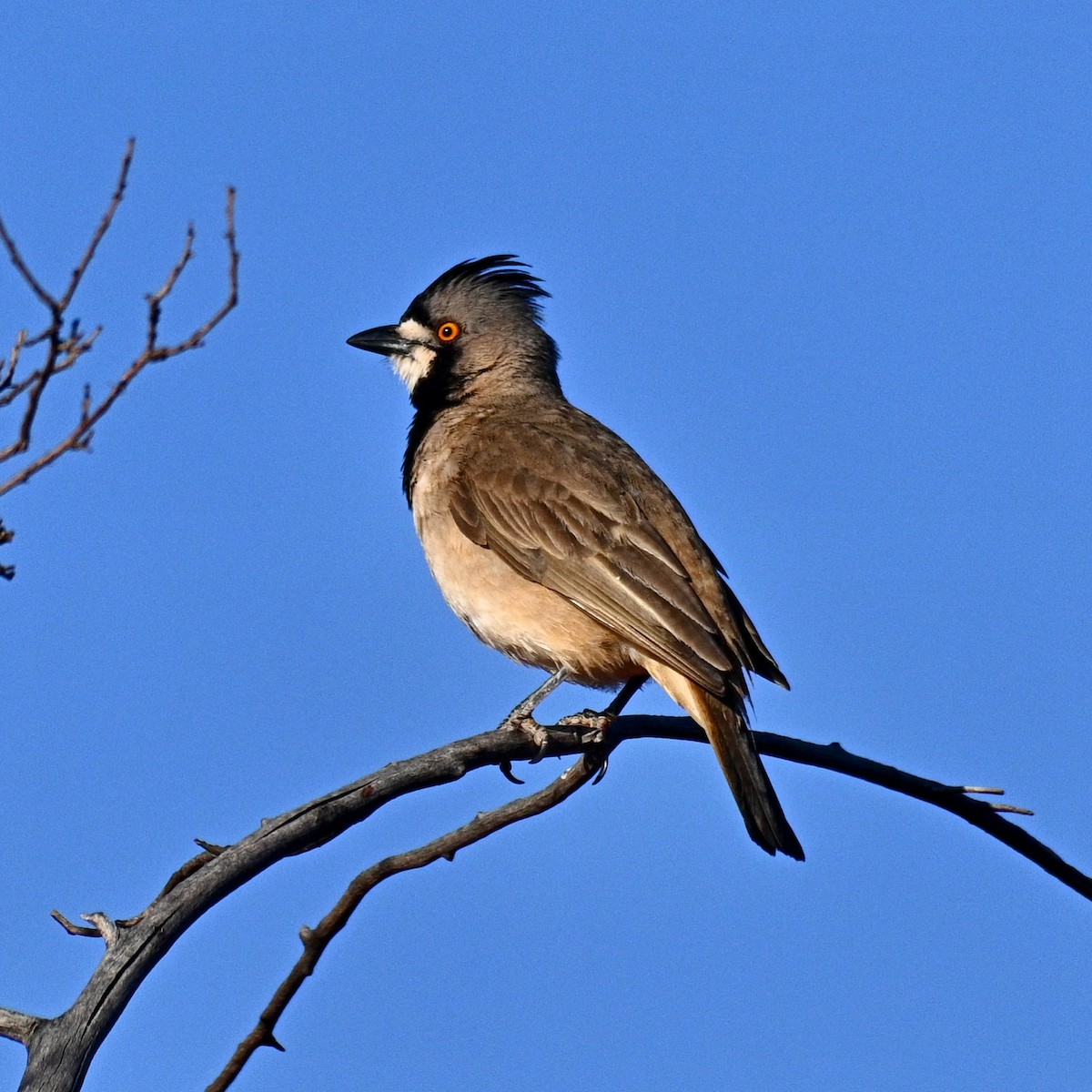 Crested Bellbird - Loz88 Woz