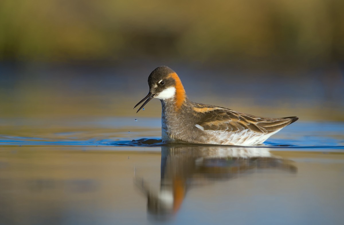 Red-necked Phalarope - ML608420456