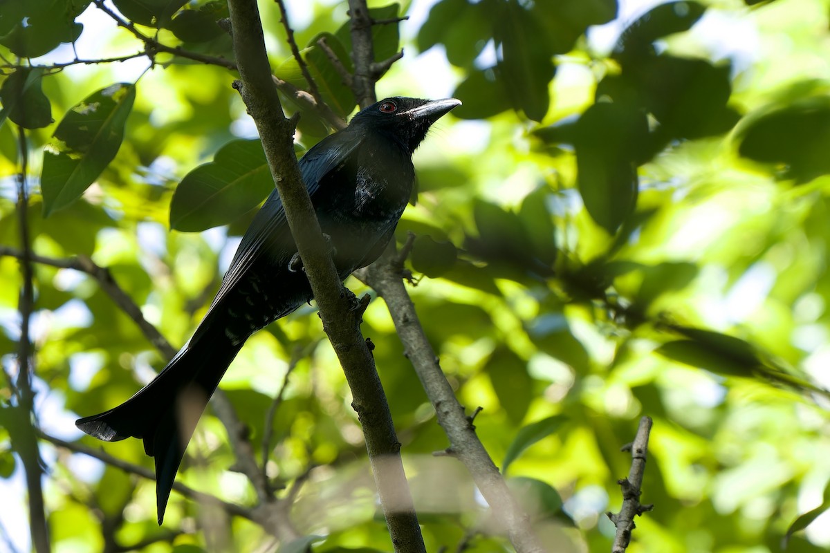 Crow-billed Drongo - Sam Hambly