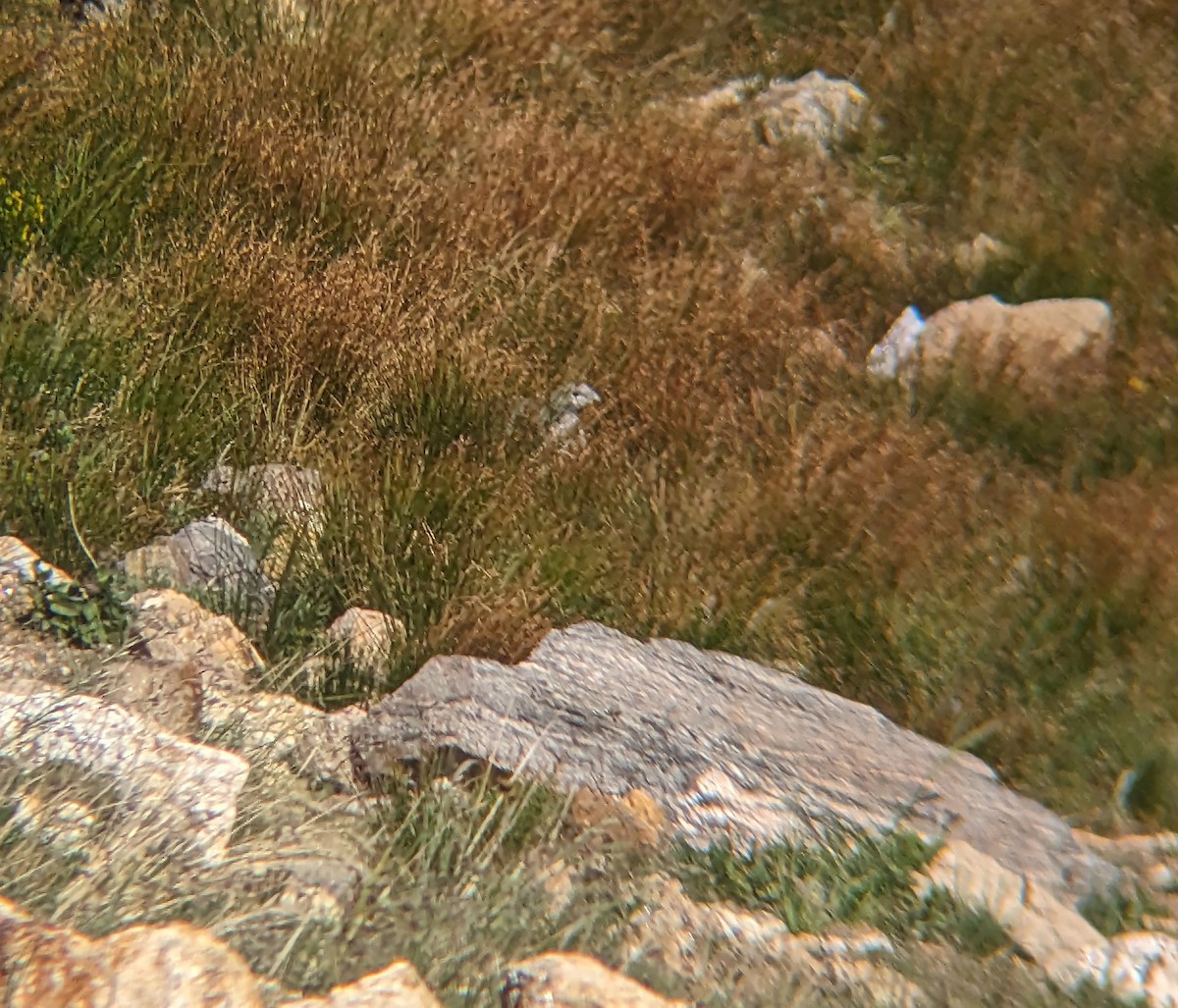 White-tailed Ptarmigan - ML608420509