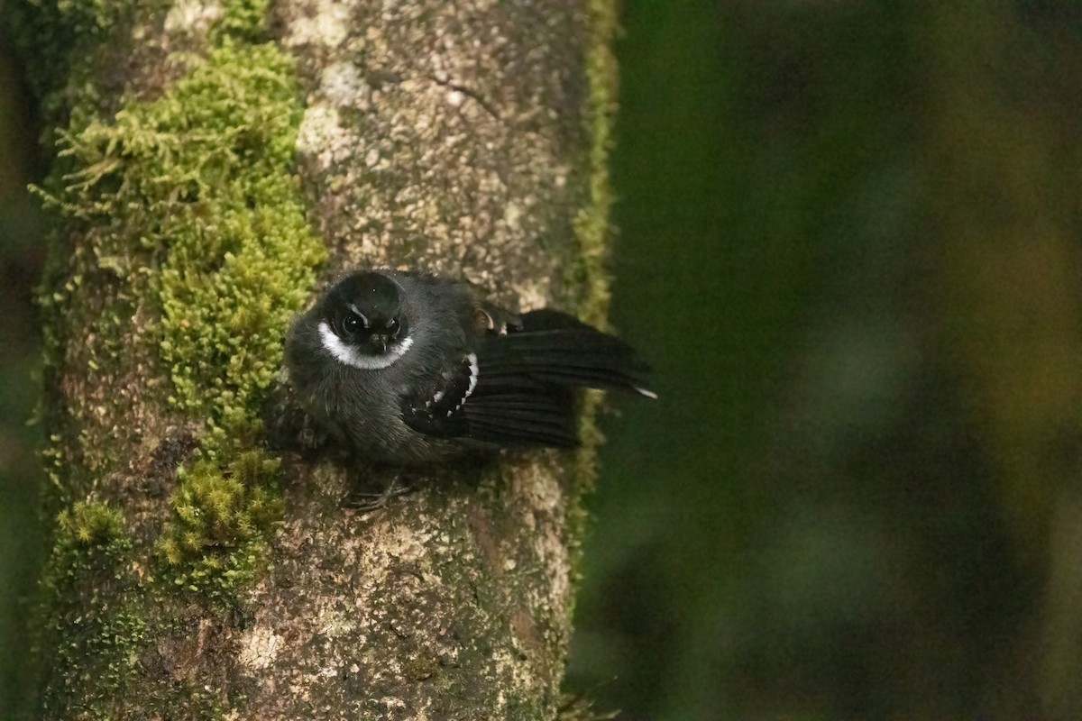 Friendly Fantail - Anne Heyerly