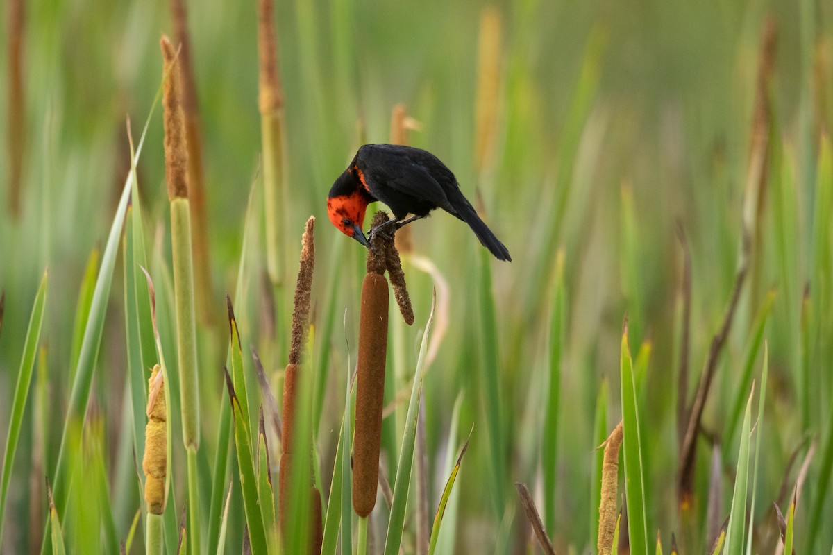 Scarlet-headed Blackbird - ML608420584