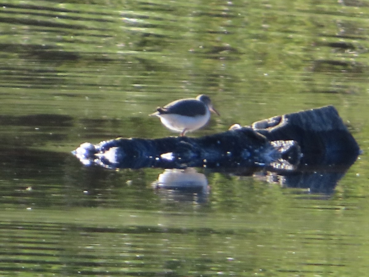 Spotted Sandpiper - ML608420594
