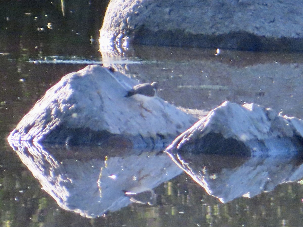 Spotted Sandpiper - ML608420596