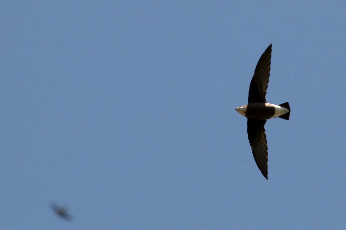 White-throated Needletail - ML608420626