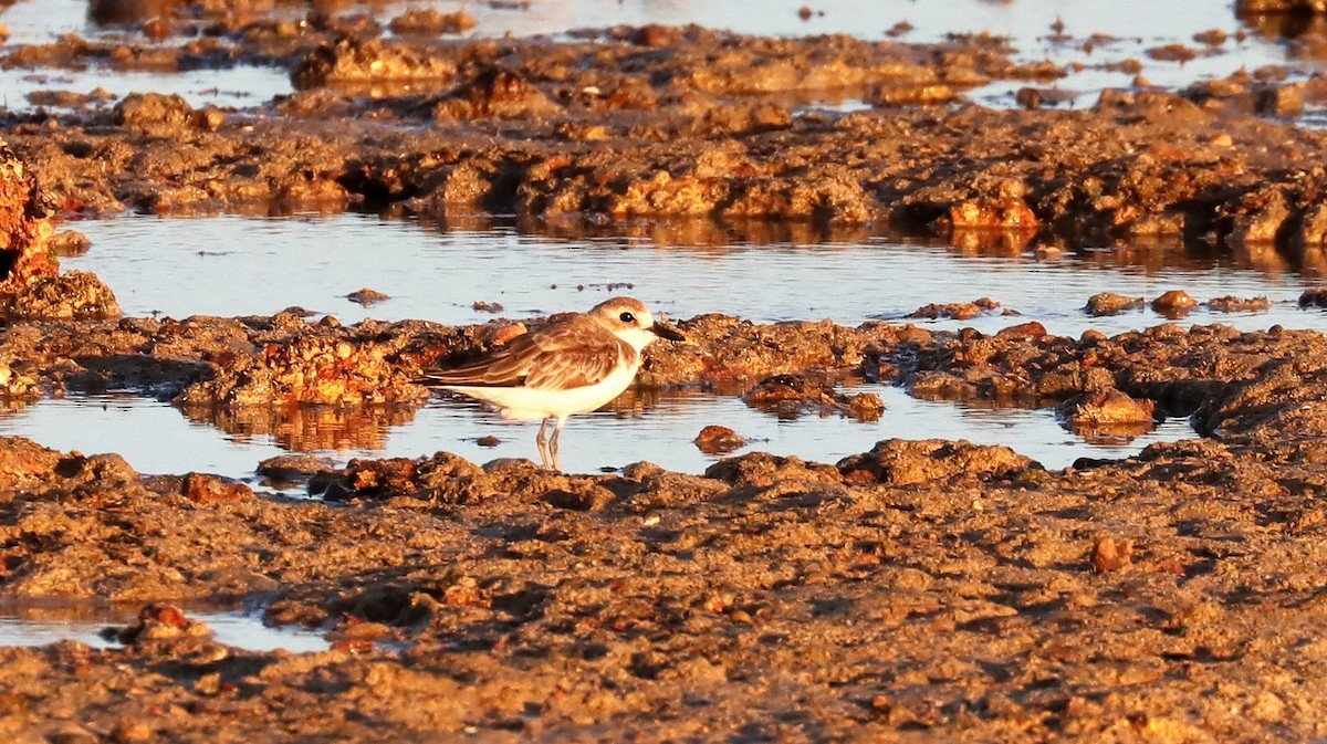 Зэвэн хиазат - ML608420630