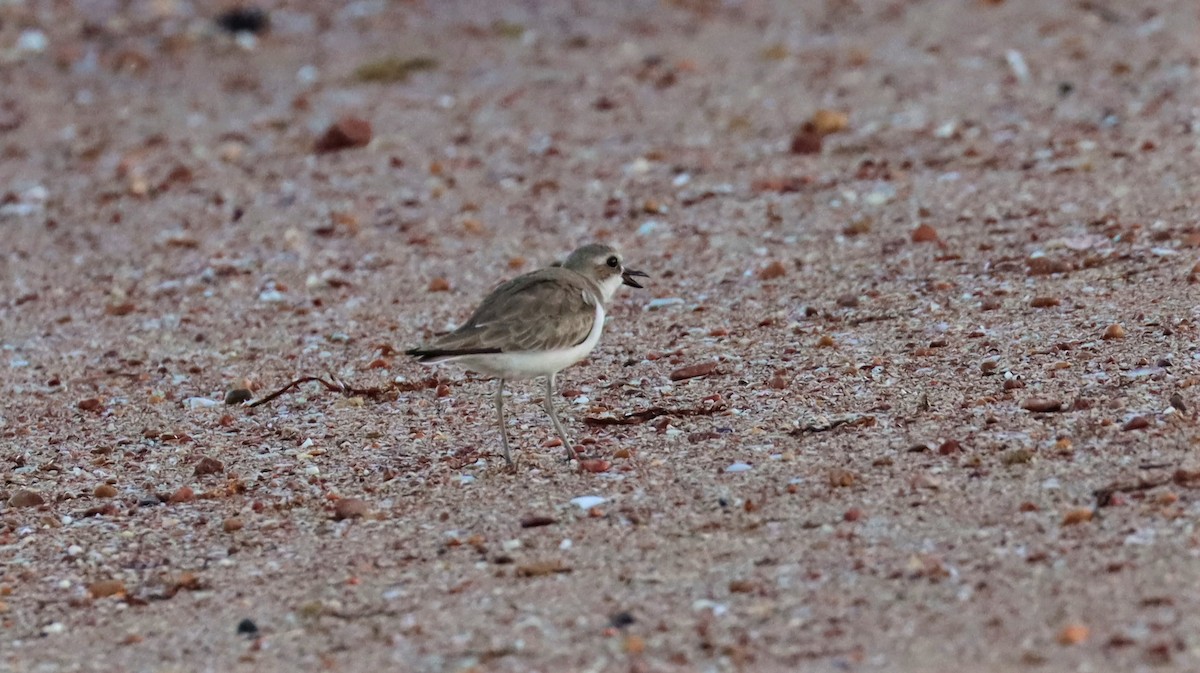 Зэвэн хиазат - ML608420635