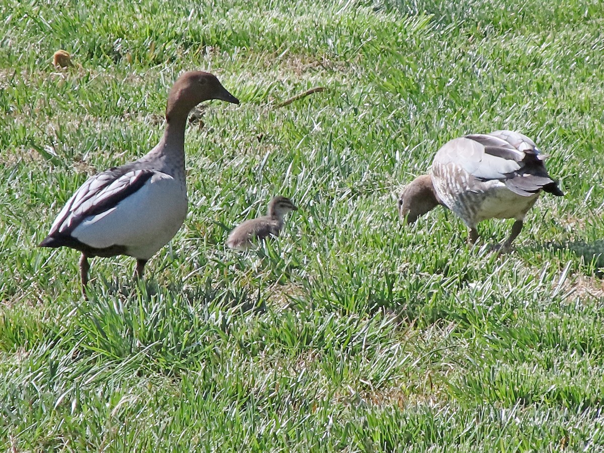 Maned Duck - ML608420658