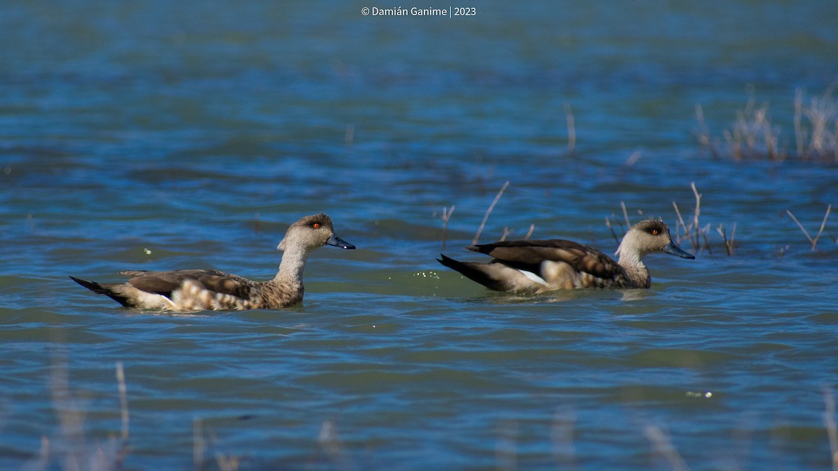 Canard huppé - ML608420726