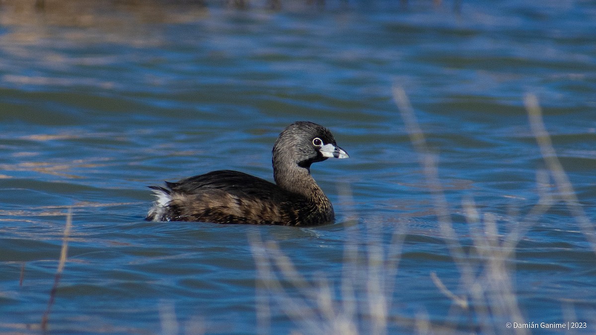 Pied-billed Grebe - ML608420732