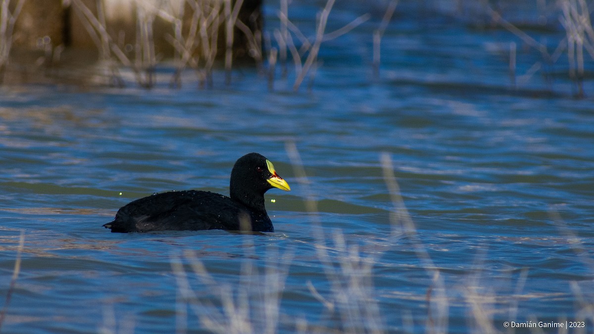 Red-gartered Coot - ML608420734