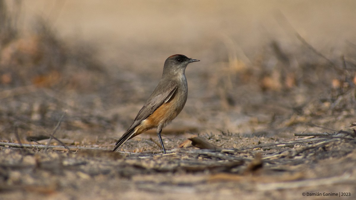 Cinnamon-bellied Ground-Tyrant - ML608420807