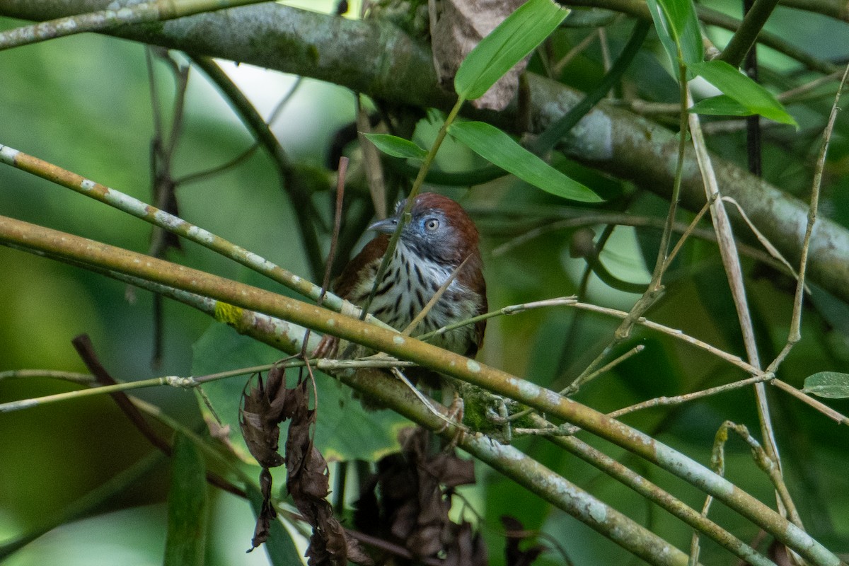 Bold-striped Tit-Babbler (Bold-striped) - Morten Lisse