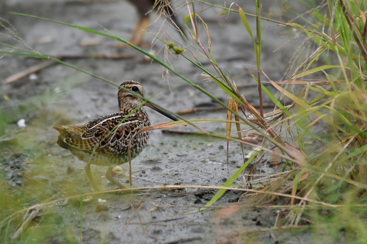 Swinhoe's Snipe - ML608420931