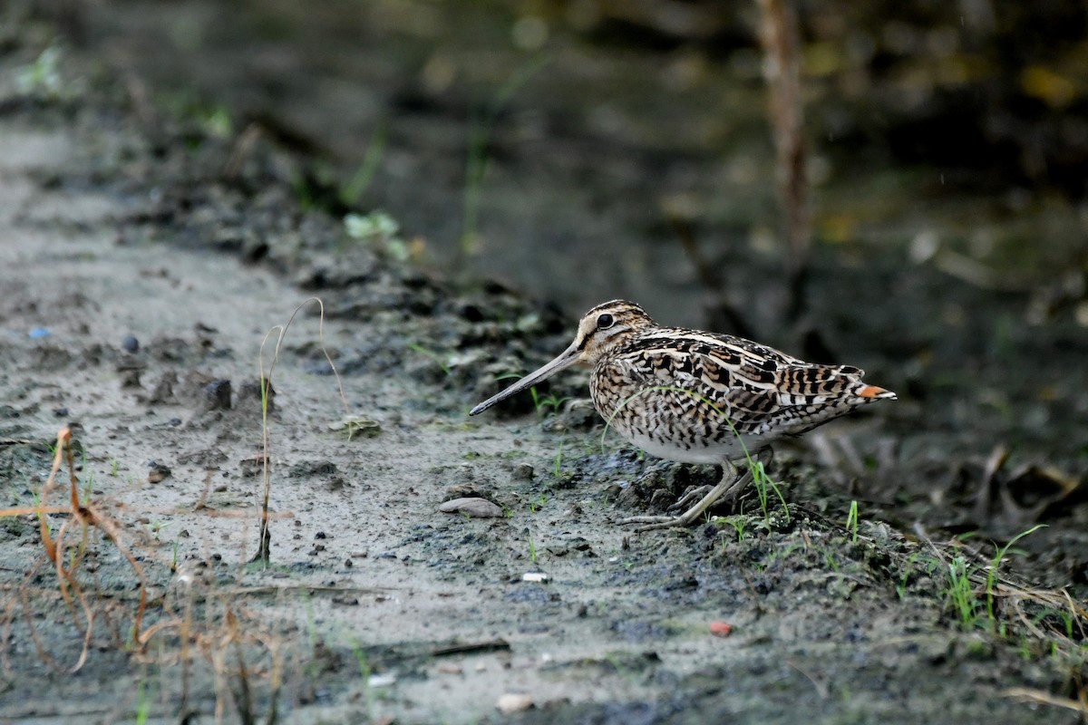 Swinhoe's Snipe - ML608420932