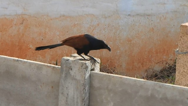 Grand Coucal - ML608421033