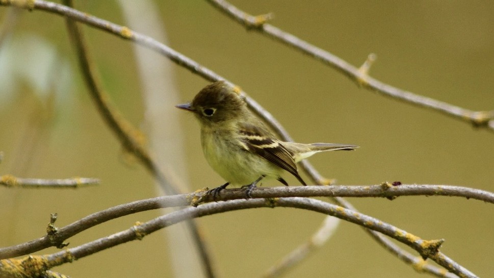 Western Flycatcher (Pacific-slope) - ML608421061