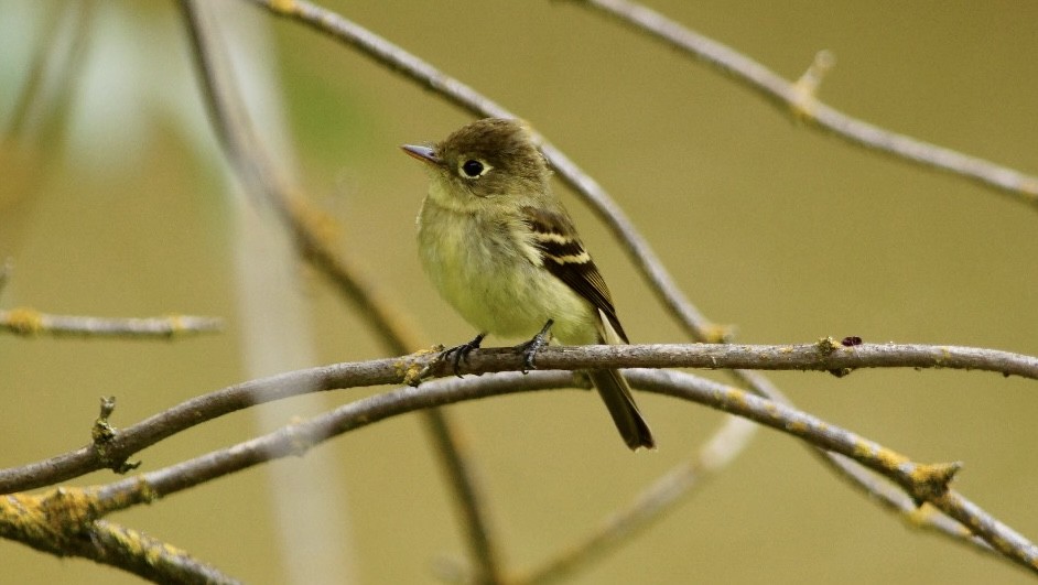 Western Flycatcher (Pacific-slope) - Steve Lindley