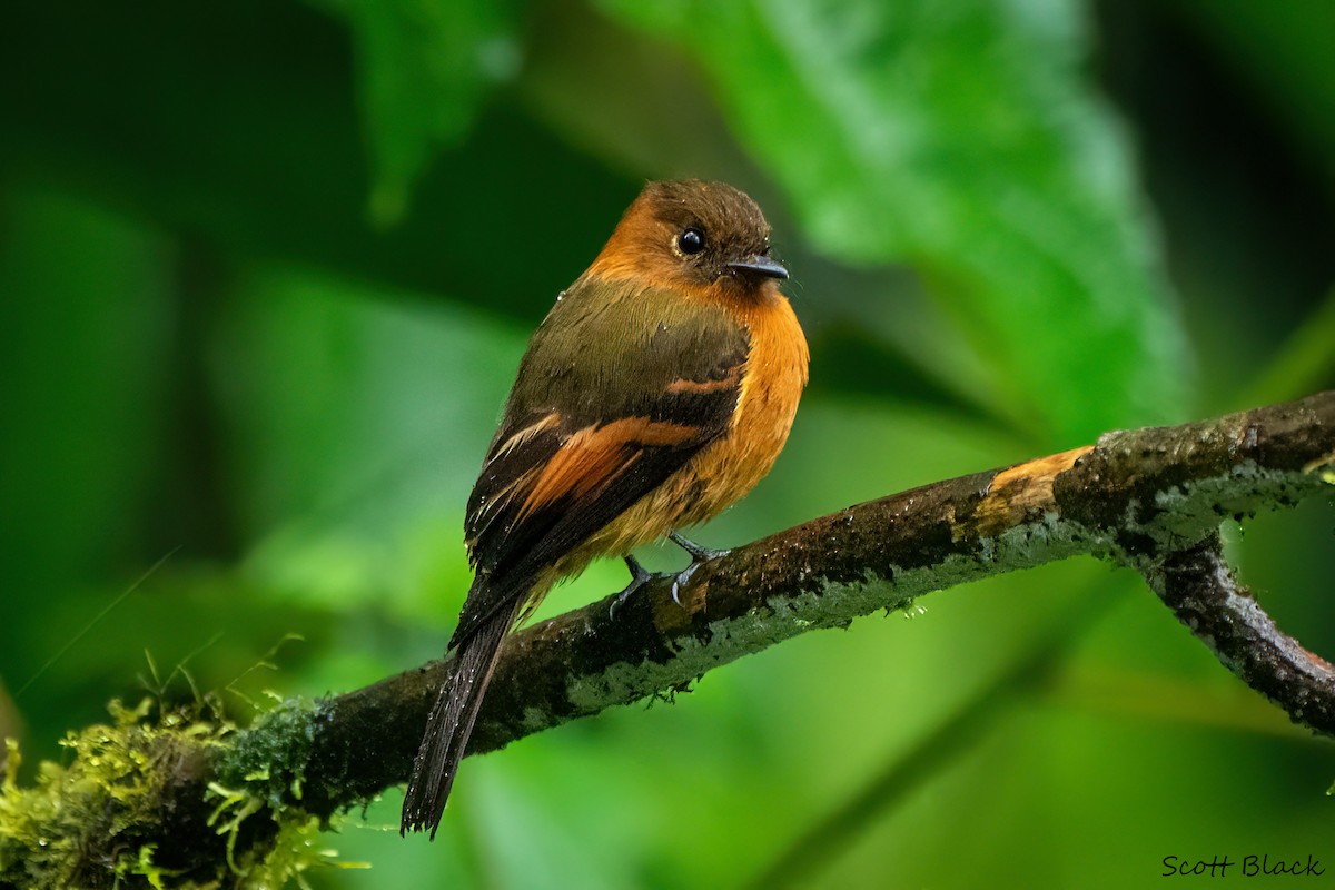 Cinnamon Flycatcher - ML608421101